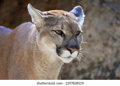 Mountain Lion Close Up