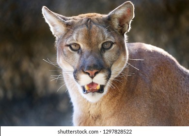 Mountain Lion Close Up