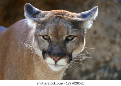 Mountain Lion Close Up