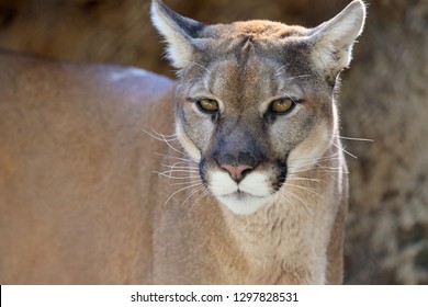 Mountain Lion Close Up