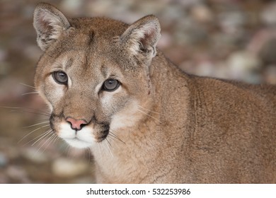 Mountain Lion Close Up Portrait
