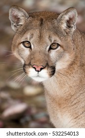 Mountain Lion Close Up Portrait
