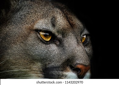 Mountain lion. Close-up of cougar. Detail portrait american puma, mountain lion Poster from life of animals.