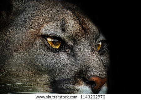Mountain lion. Close-up of cougar. Detail portrait american puma, mountain lion Poster from life of animals.