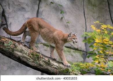 Mountain Lion (cougar)