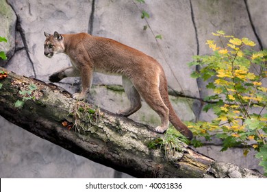 Mountain Lion (cougar)