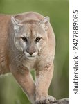 Mountain lion or cougar (felis concolor), in captivity, sandstone, minnesota, united states of america, north america