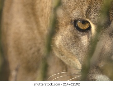 Mountain Lion (Cougar) Portrait, With Focus On The Eye. Captive Animal.