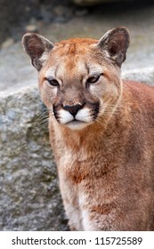 Mountain Lion Cougar, Puma Concolor Predator, Looking on Rocky Mountain