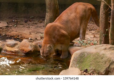 Mountain Lion (cougar Or Puma) Drinking Water On Lake