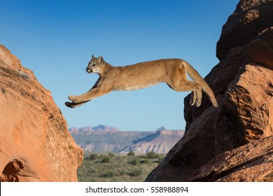 Mountain Lion, Cougar, Puma Jumping Between Sandstone Ledges With Desert And Mountains In The Background