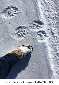 Mountain Lion Or Cougar Tracks In The Snow.