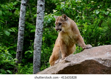 Mountain Lion Crouches On A Large Boulder.