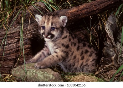 Mountain Lion Cub Images Stock Photos Vectors Shutterstock - mountain lion cub images