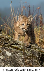 991 Cougar cub Images, Stock Photos & Vectors | Shutterstock