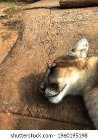 Mountain Lion Cub Laying Down