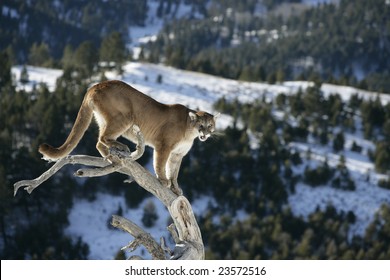 Mountain Lion In  Dead Tree