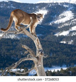 Mountain Lion In Dead Tree