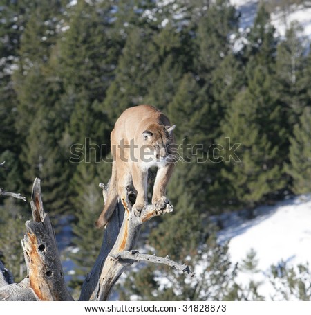 Mountain Lion in Dead Tree