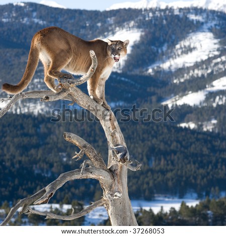 Mountain Lion in Dead Tree