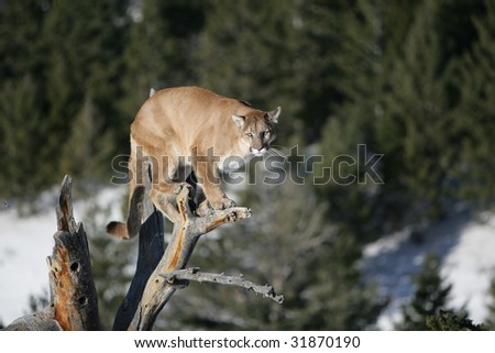Mountain Lion in Dead Tree Snag