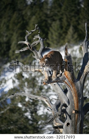 Mountain Lion in Dead Tree Snag