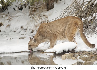 Mountain Lion In Deep Snow Drinking From Pond During Winter Time