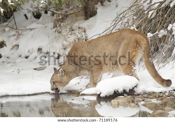 Mountain Lion Deep Snow Drinking Pond Stock Photo (Edit Now) 71189176