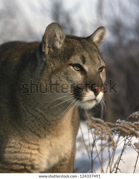 Mountain Lion Felis Concolor Cougar Puma Stock Photo (Edit Now) 124337491