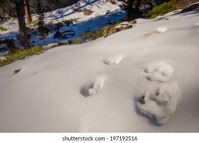 Mountain Lion Footprint 