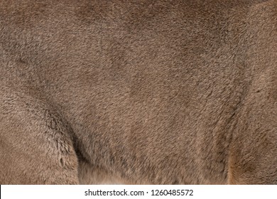 Mountain Lion Fur Background Texture Image Background