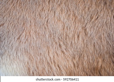 Mountain Lion Fur Background Texture Image