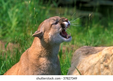 Mountain Lion Growl