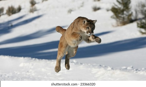 Mountain Lion Jumping