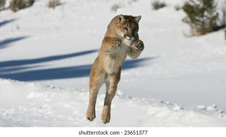 Mountain Lion Jumping