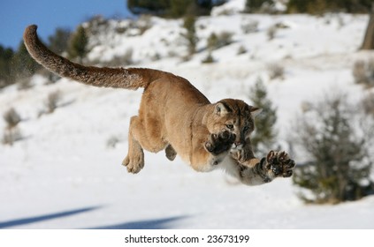 Mountain Lion Jumping