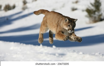 Mountain Lion Jumping