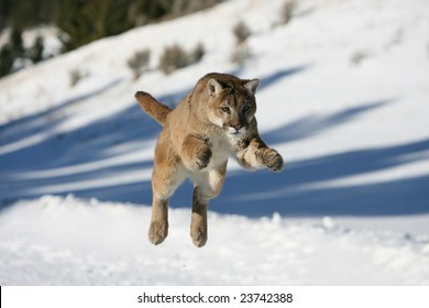 Mountain Lion Jumping