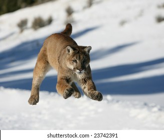 Mountain Lion Jumping