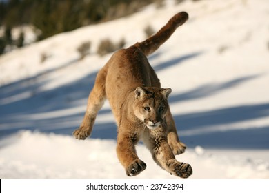 Mountain Lion Jumping