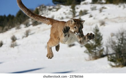 Mountain Lion Jumping