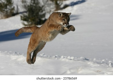 Mountain Lion Jumping