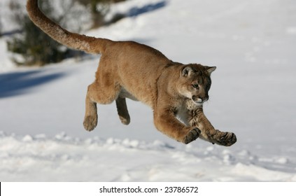 Mountain Lion Jumping