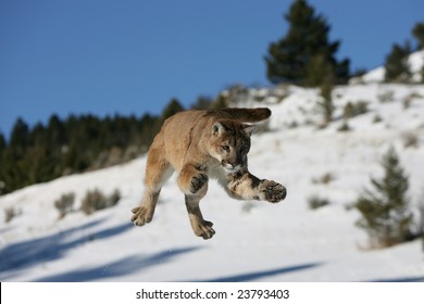 Mountain Lion Jumping