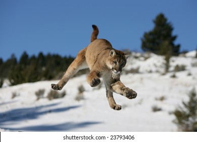 Mountain Lion Jumping