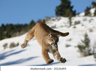 Mountain Lion Jumping