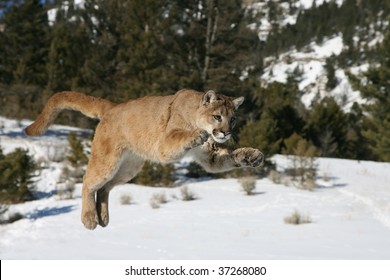 Mountain Lion Jumping