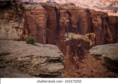 Mountain Lion Jumping