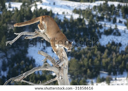 Mountain Lion Jumping From a Dead Tree