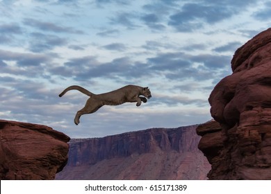 94 Leaping Cougar Stock Photos, Images & Photography | Shutterstock